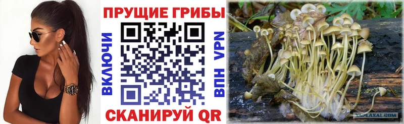 Галлюциногенные грибы Psilocybe Ногинск